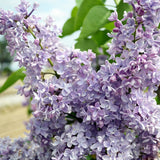 President Grevy Lilac