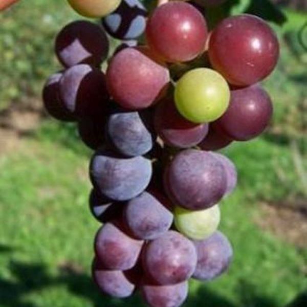 Catawba Grape Vine