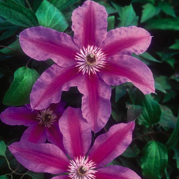 Clematis Fireworks