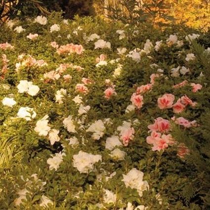 Autumn Chiffon&trade; Encore&reg; Azalea