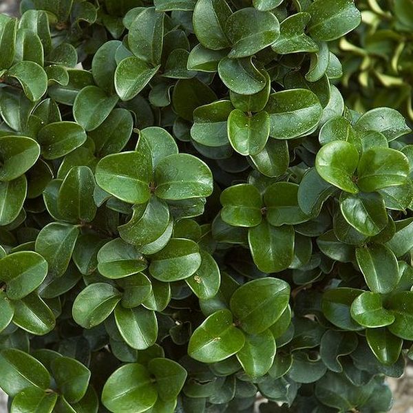 Japanese Curled Leaf Ligustrum