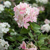 First Editions&reg; Diamond Rouge&trade; Panicle Hydrangea