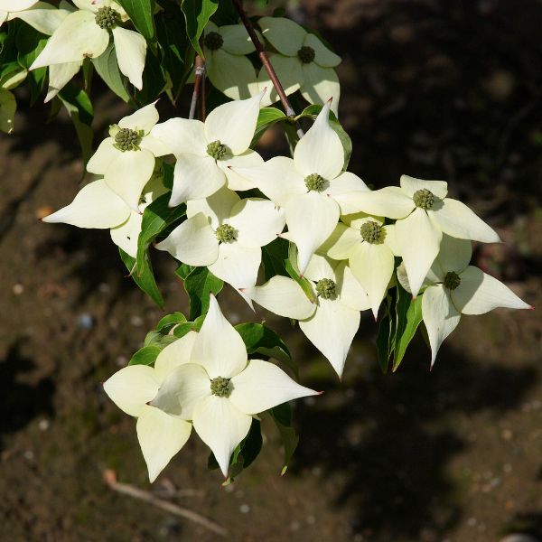 Milky Way Dogwood