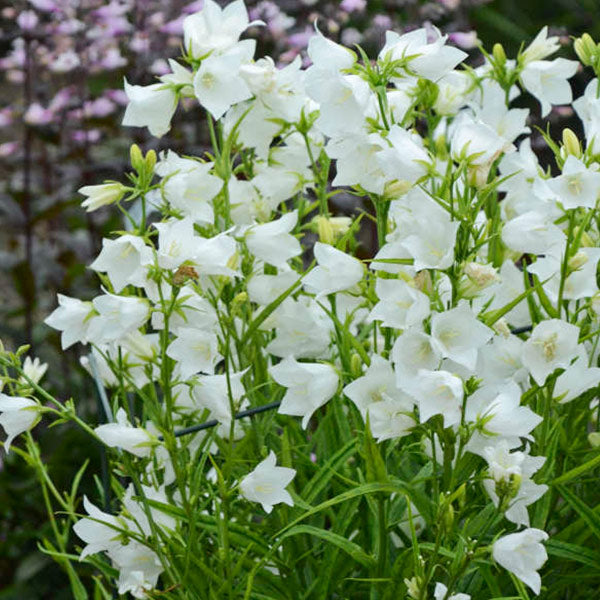 Takion White Peachleaf Bellflower