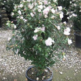 Blushing Bride Rose of Sharon