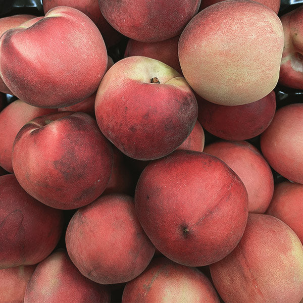 July Snow Peach Tree