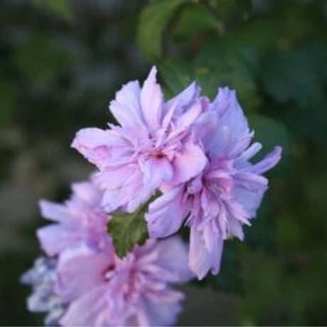 Blushing Bride Rose of Sharon Tree Form