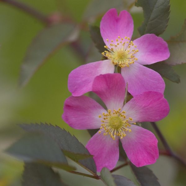 Redleaf Rose