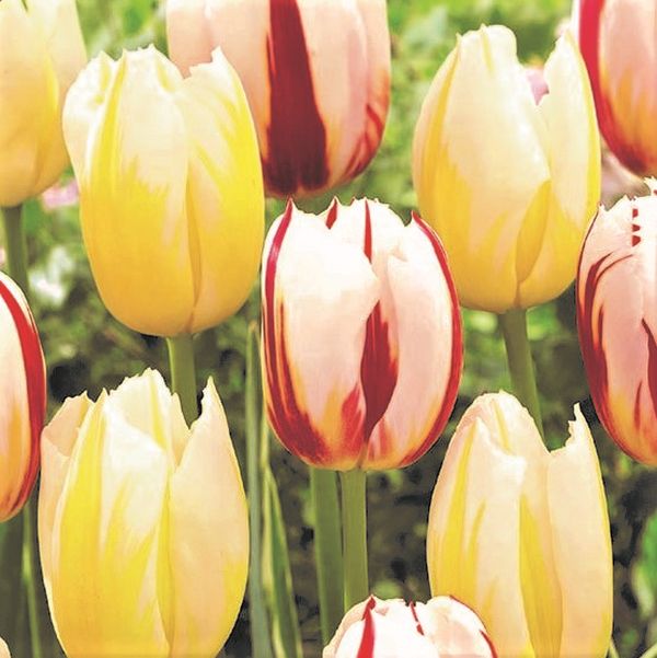 Sundae Ice Tulip Mix