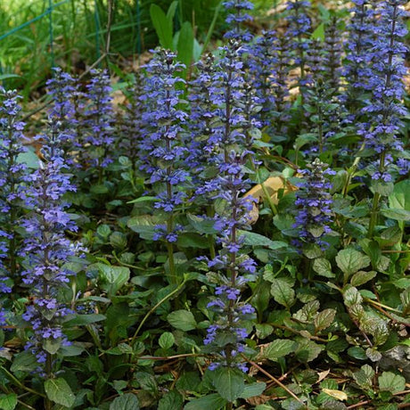 Catlin's Giant Ajuga