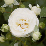 Easy Elegance&reg; Snowdrift Rose