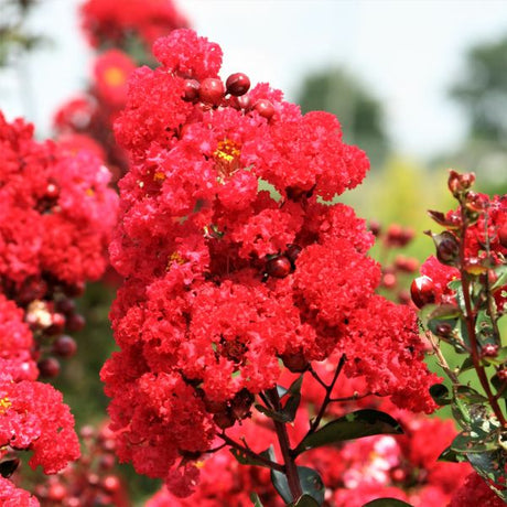 First Editions&reg; Ruffled Red Magic&trade; Crape Myrtle