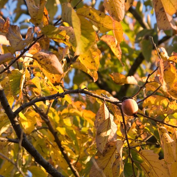 American Persimmon Tree