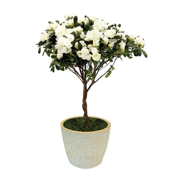 Bloom With Grace White Florist Azalea Topiary