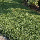 CitraBlue&trade; St. Augustine Grass Plugs