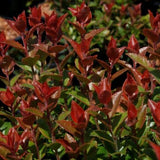 Scarlet Ovation Evergreen Huckleberry Bush