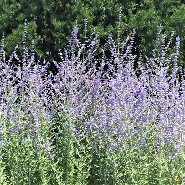 Russian Sage