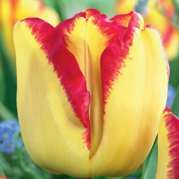 Cape Town Tulip