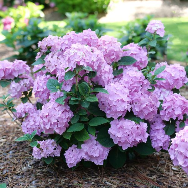 Proven Winners&reg; Let's Dance&reg; Sky View&reg; Mountain Hydrangea