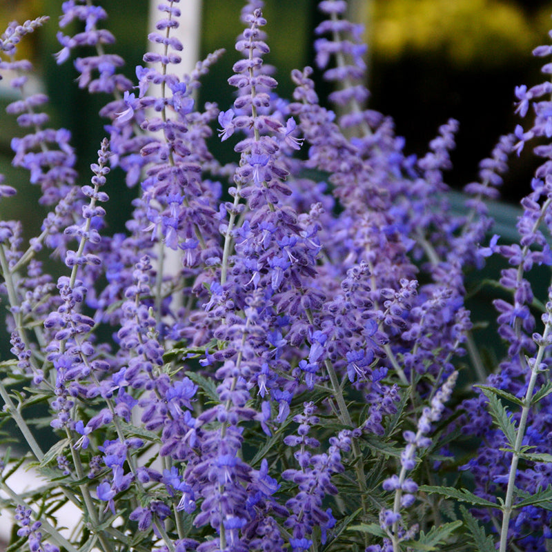 Lacey Blue Russian Sage