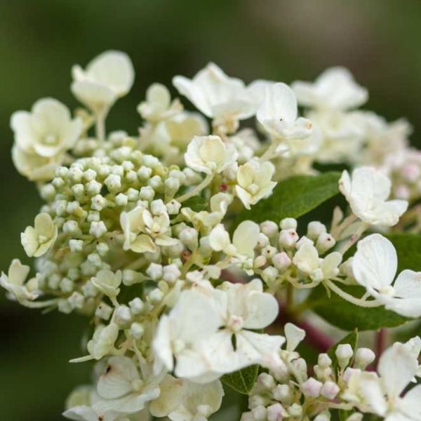 First Editions&reg; Diamond Rouge&trade; Panicle Hydrangea