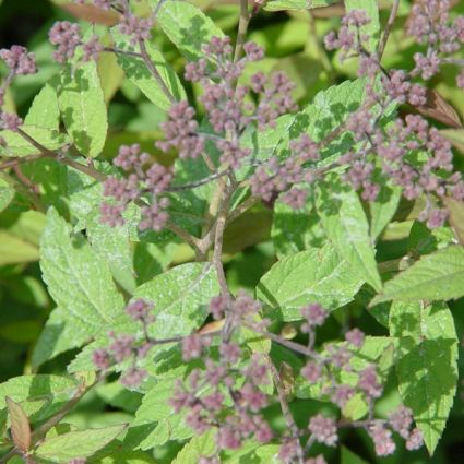 Froebelii Spirea