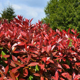 Red Tip Photinia