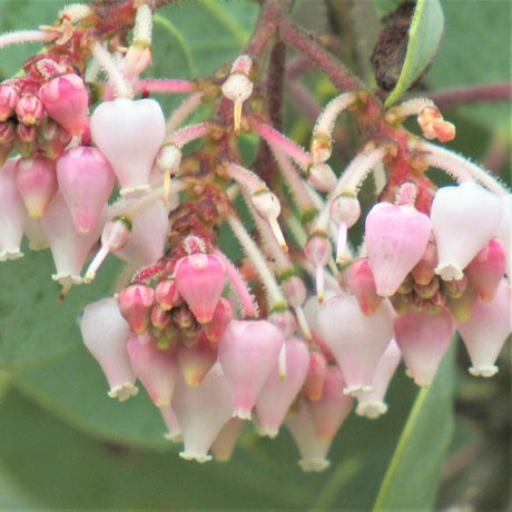 Whiteleaf Manzanita