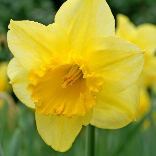 Carlton Daffodil