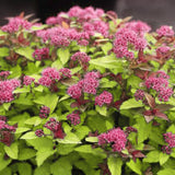 Magic Carpet Spirea