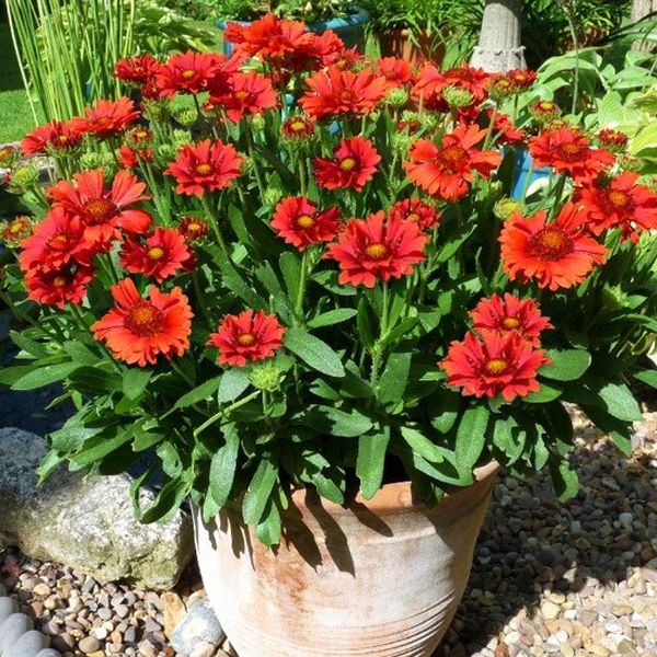 Celebration Blanket Flower