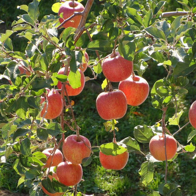 Fuji Apple Tree