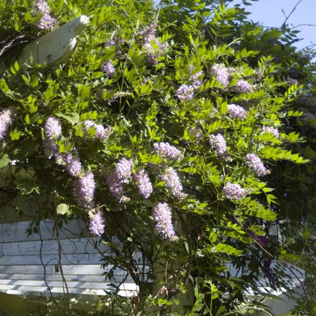 Aunt Dee Wisteria