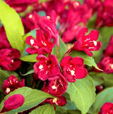 Maroon Swoon&reg; Weigela