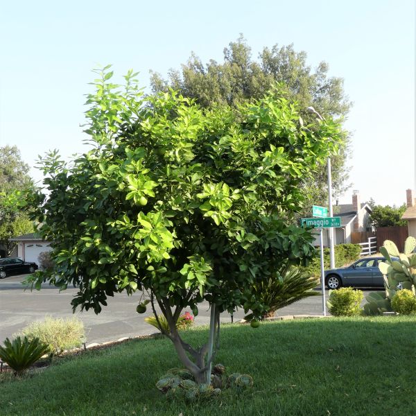 Ruby Red Grapefruit Tree