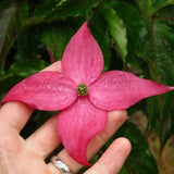 Scarlet Fire&reg; Rutgers Japanese Dogwood