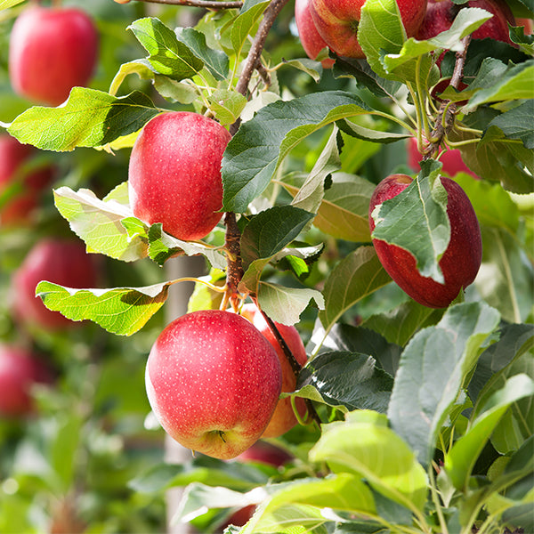 Buckeye&reg; Gala Apple Tree