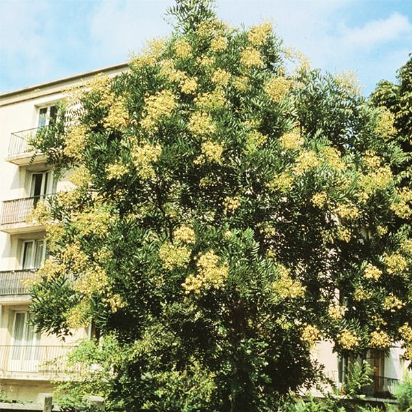 Millstone Japanese Pagodatree