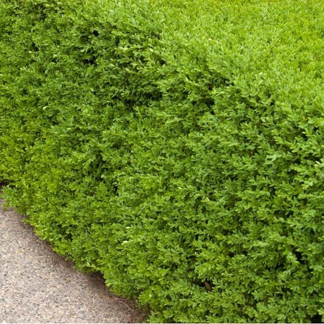 Wintergreen Boxwood