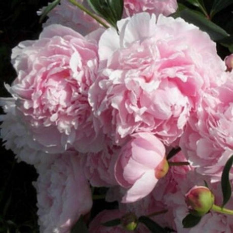 Sarah Bernhardt Peony