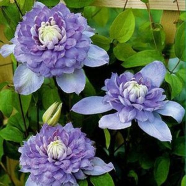 Blue Light Clematis