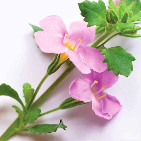 Snowstorm&reg; Pink Bacopa