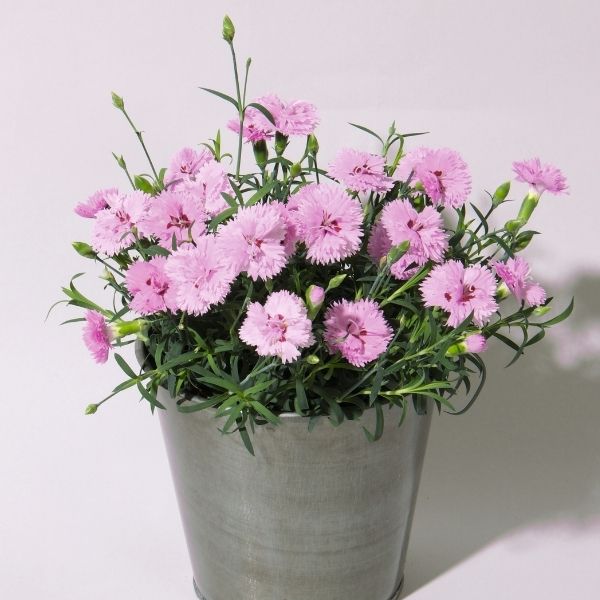 EverLast&trade; Light Pink+Eye Dianthus