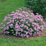 PowderPuff Spirea&trade;