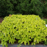 Coleus LifeLime