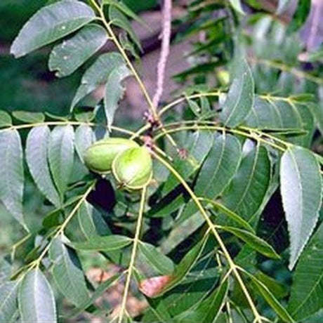 Pawnee Pecan Tree