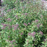 Norman Spirea