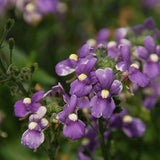 Nemesia Blue Bird