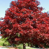 Royal Red Maple