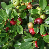 Red Strawberry Guava Tree